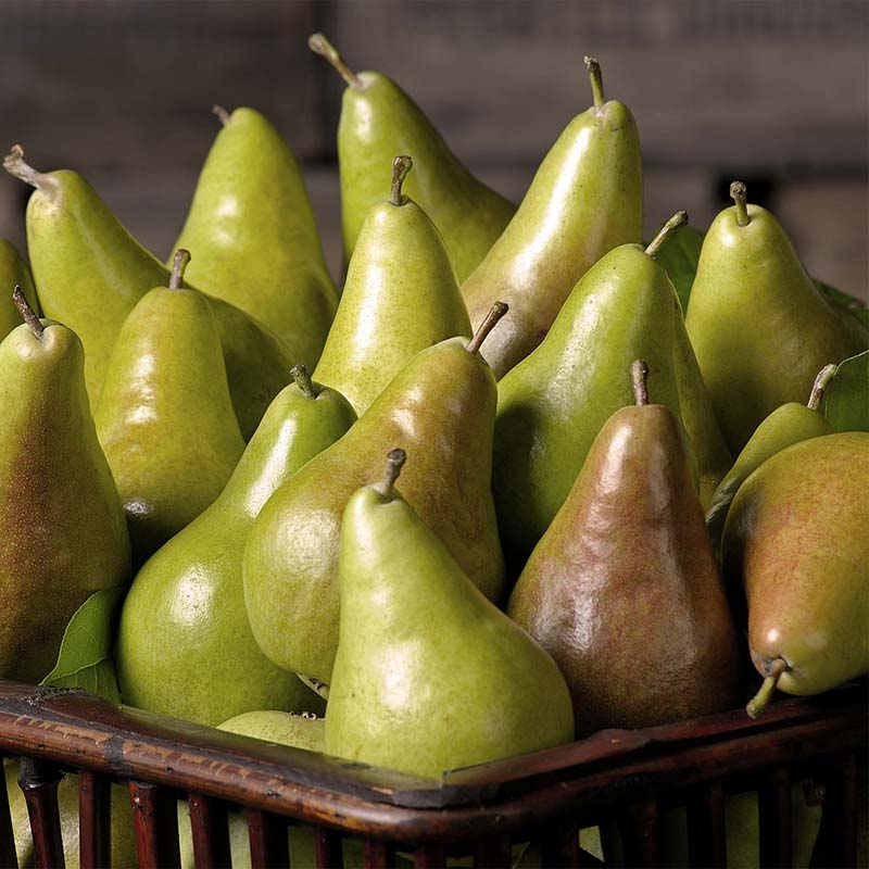 Concorde pears stacked in a basket A bushel of ripe Concord Pears
