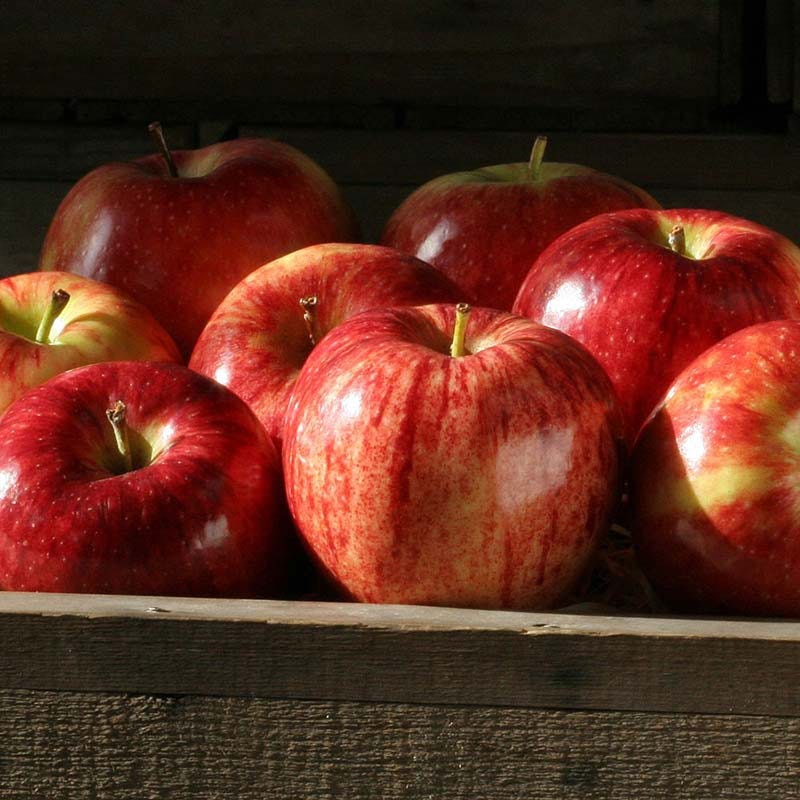 Distinctive, bright red Gala apples Delicious, juicy, red gala apples for a sweet treat