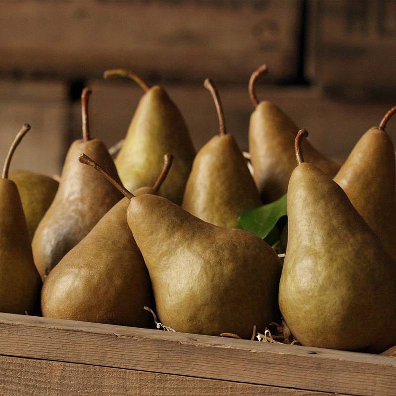 Delicious, juicy golden-bosc pears for a sweet treat A crate full of beautiful Golden Bosc Pears
