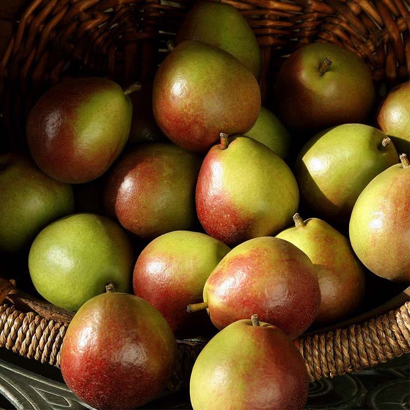 Delicious, juicy, sweet Seckel pears Basket of bright green and red Seckel Pears
