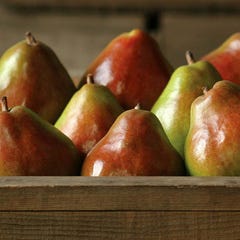 Webster Comice Pears